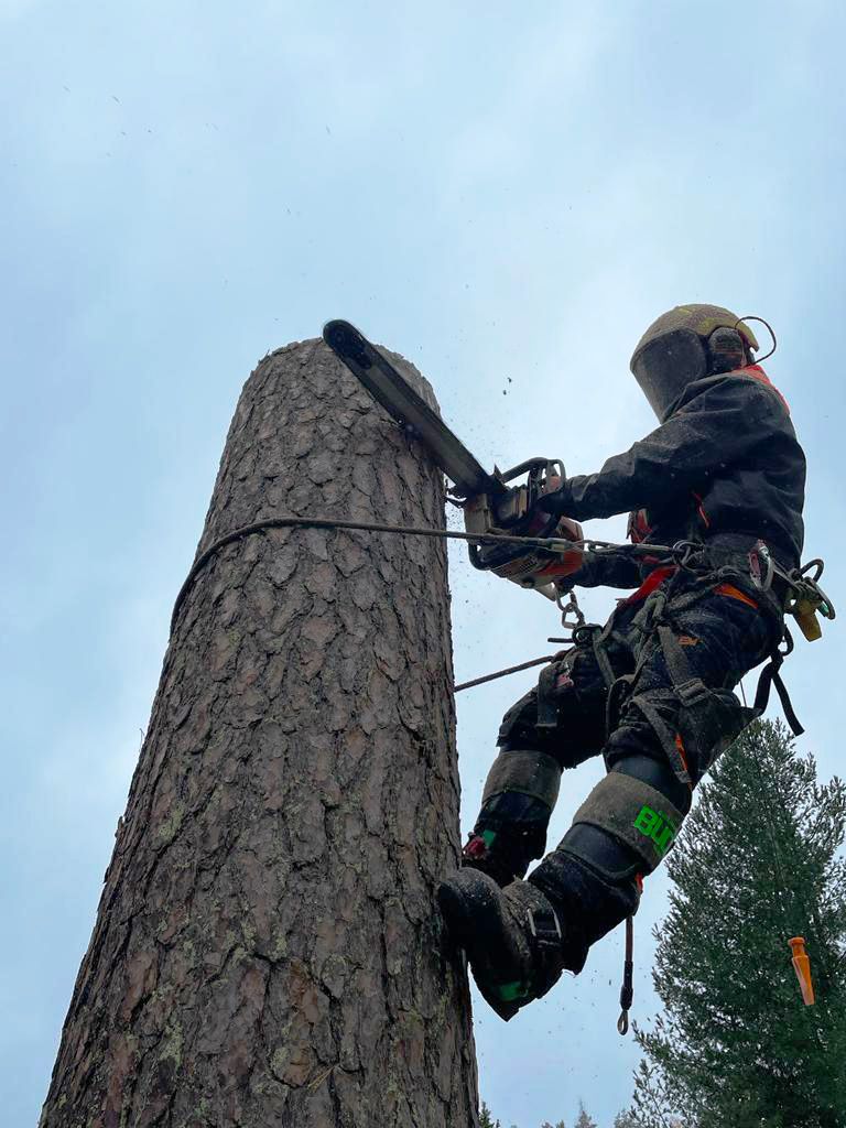 Pihapuiden kaato ja puun kaato Hyvinkäällä ja Hämeenlinnassa